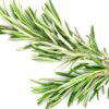 ⁦Rosemary⁩ - الصورة ⁦2⁩
