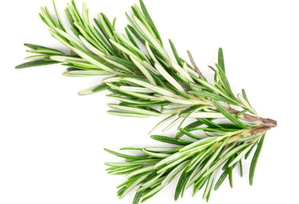 Rosemary - Image 2