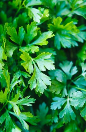 Parsley