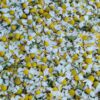 ⁦Chamomile⁩ - الصورة ⁦3⁩
