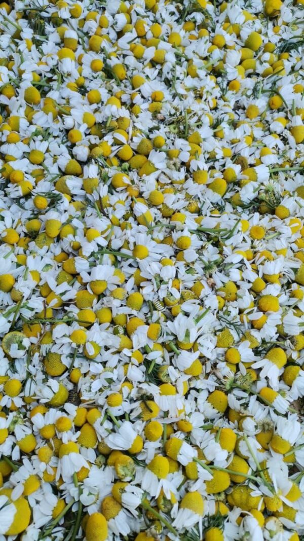 Chamomile - Image 3