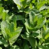 ⁦Spearmint⁩ - الصورة ⁦3⁩