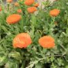 ⁦Calendula⁩ - الصورة ⁦2⁩