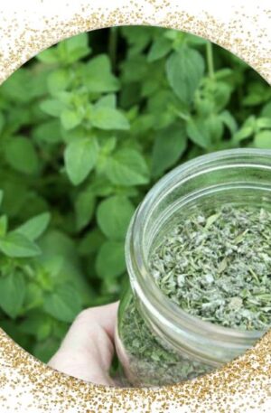 Spearmint