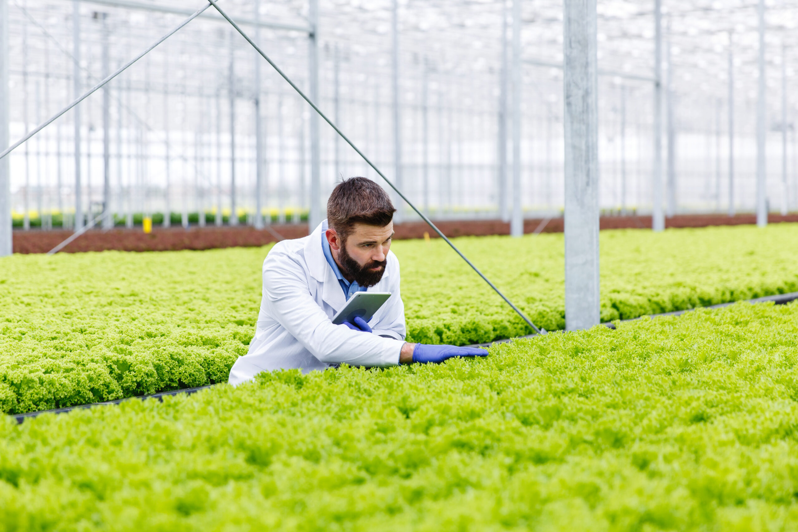 What is Commercial Farming