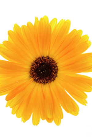 Calendula