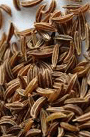 Caraway