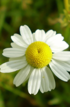 Chamomile