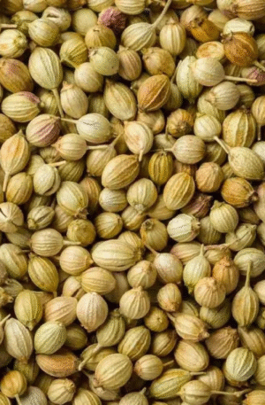 Coriander