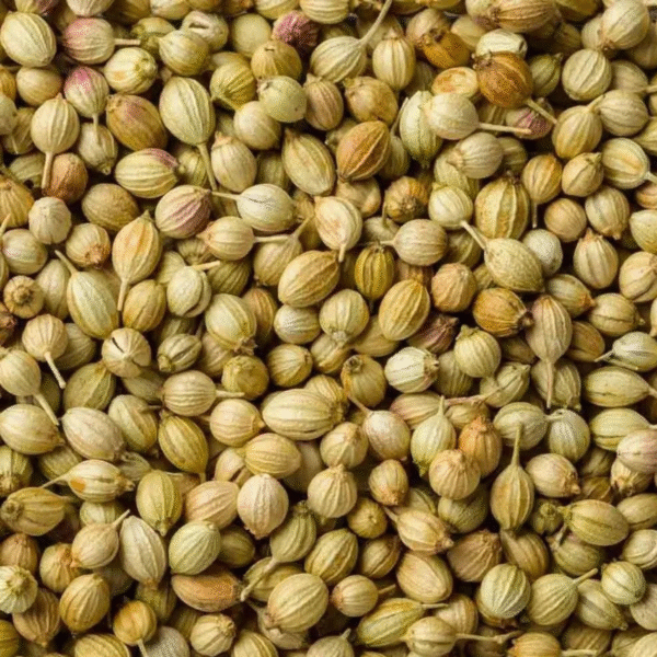 Coriander