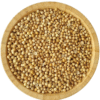 ⁦Coriander⁩ - الصورة ⁦2⁩