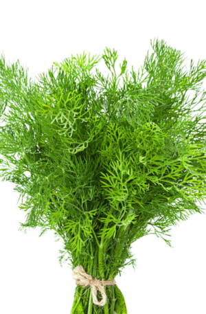 Dill