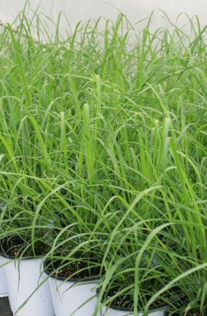 lemongrass