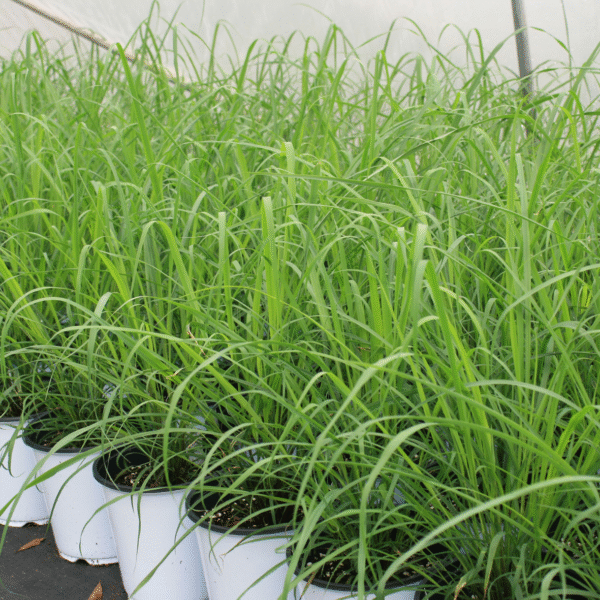 lemongrass
