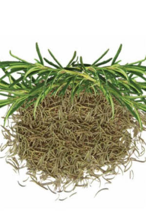 Rosemary