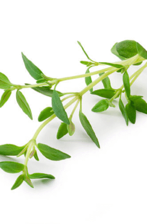 Thyme