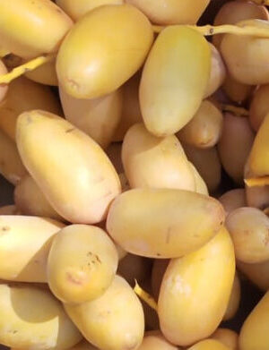 Fresh Samani Dates