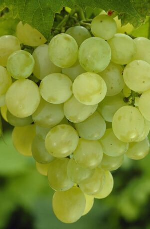 Grapes