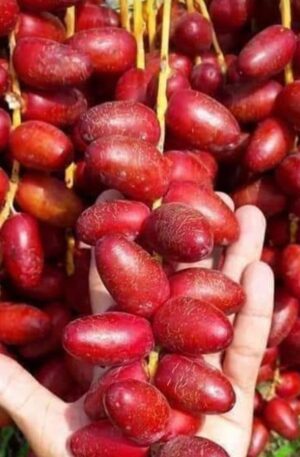 Fresh Zaghlol Dates
