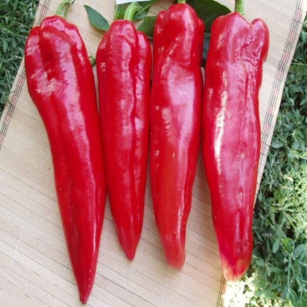 Hot Chili - Image 2