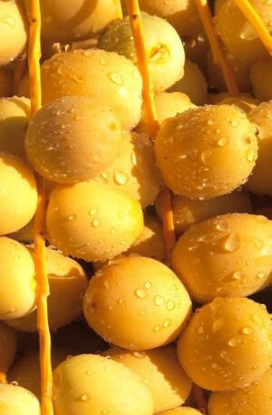 Fresh Barhi Dates