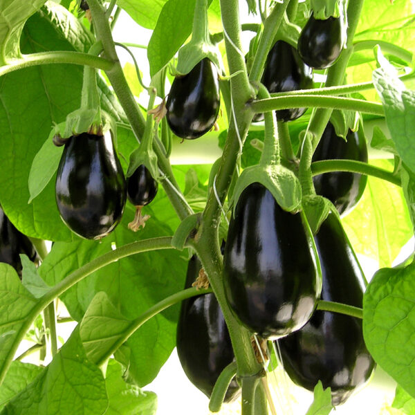 Eggplant - Image 2