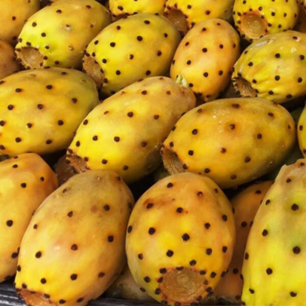 Cactus Figs