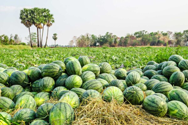 Melons - Image 2