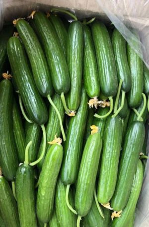 Cucumber