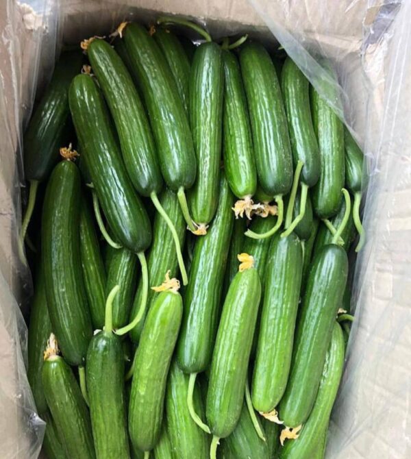 Cucumber