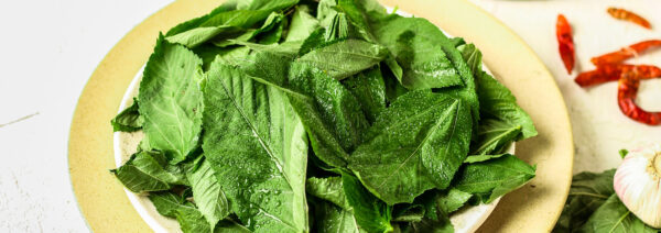Green Molokhia