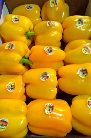 Yellow-Pepper
